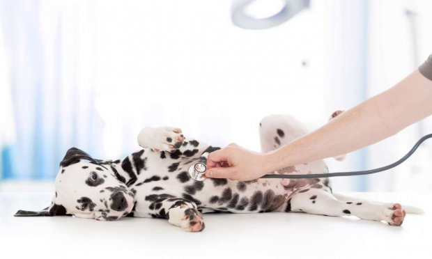 Petition : Création de SAMU pour les animaux de compagnie