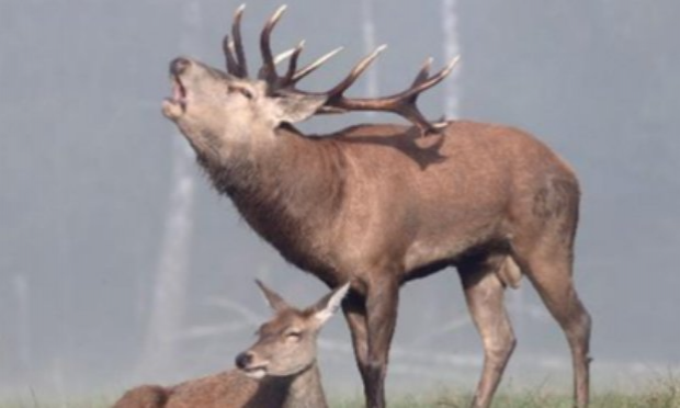 Petition : STOP A LA CHASSE DU CERF AU BRAME !