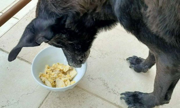 Petition : URGENCE POUR TEDY LE CHIEN