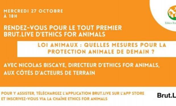 Petition : Article 3bis de la PPL Animaux : le cri d'alerte des refuges !