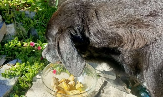 Petition : URGENCE POUR TEDY LE CHIEN