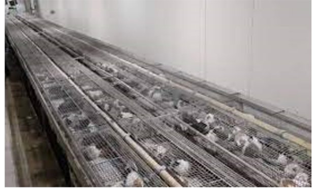 Petition : INTERDIRE LA VENTE D’ANIMAUX CHEZ NOA ANIMALERIE