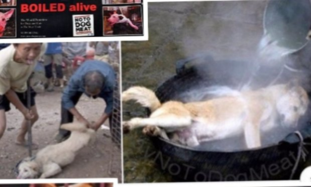 Petition : DON'T KILL ANIMALS in Tötungsstationen: in Rumänien, Moldawien, Ukraine, Bulgarien.