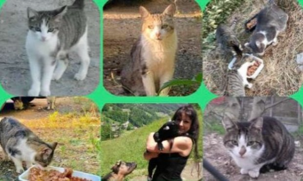 Petition : Pitié pour les chats !