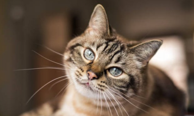 Petition : Sauver, enfin, Loky, enfermé depuis 44 jours dans un appartement d'Aubigny sur pothée et avoir de ses nouvelles
