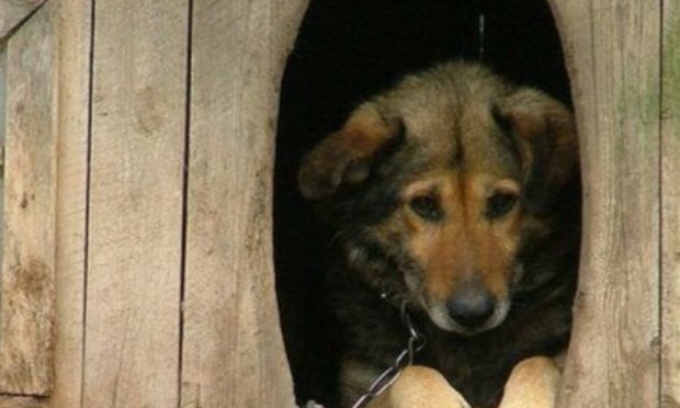 Petition : Punir sévèrement la négligence animale