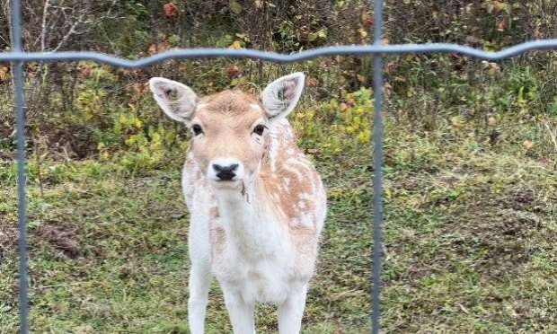 Petition : Pour une interdiction de la chasse en enclos en France