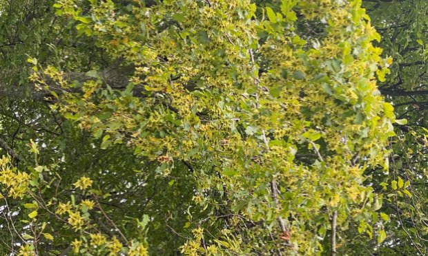 Petition : Arrêtons de couper nos arbres !