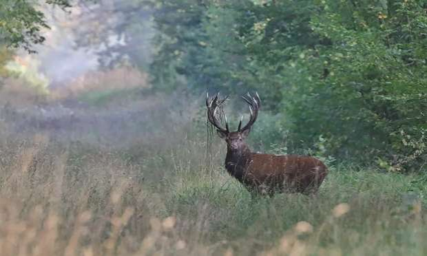 Petition : Pour l'abolition de la chasse à courre