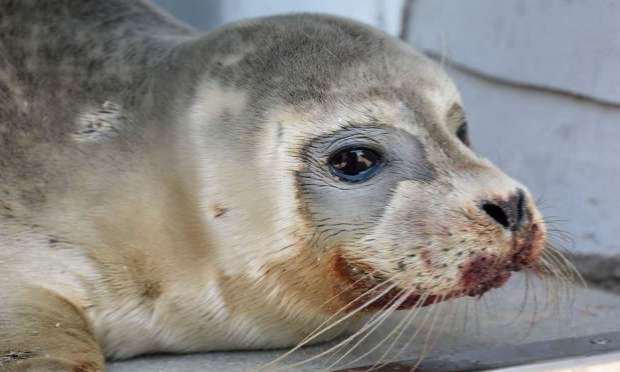 Petition : Justice pour le bébé phoque assassiné à coups de pieds sur une plage de Dunkerque