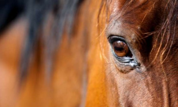 Petition : Pour que le cheval obtienne le statut d'animal de compagnie et par conséquent ne soit plus destiné aux abattoirs.
