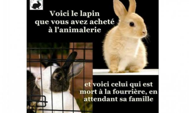 Petition : INTERDIRE LA VENTE D’ANIMAUX CHEZ NOA ANIMALERIE
