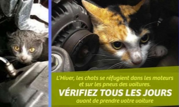 Petition : Autorisation de nourrir les chats errants/libres en France