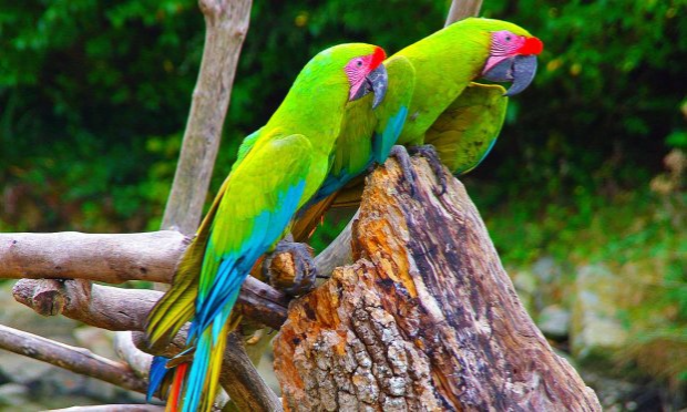Petition : Pas de cirque avec animaux à Saint-Malo