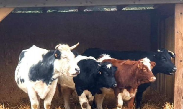 Petition : LA FERME DE L'HORREUR