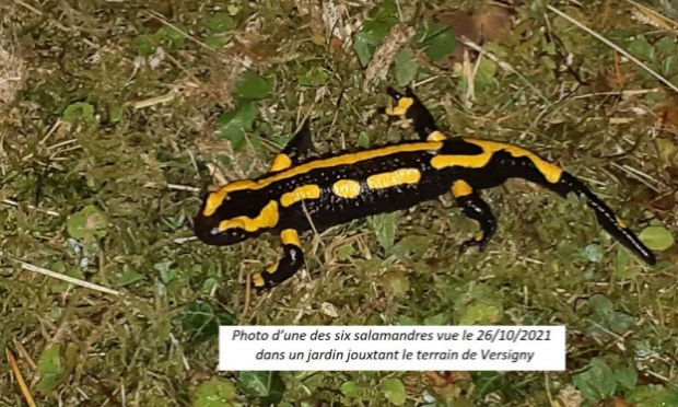Petition : Halte au massacre des Salamandres !