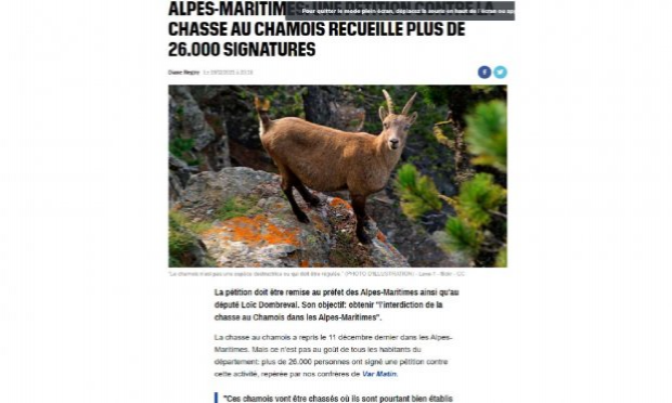Petition : DES CHAMOIS EN DANGER DANS LES ALPES-MARITIMES - URGENCE SAUVONS CES CHAMOIS
