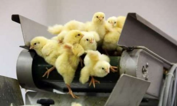 Petition : En marche vers une évolution radicale des droits des animaux en France