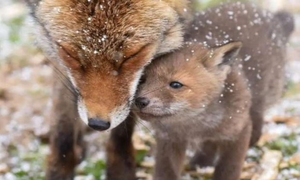 Petition : Création d'un ministère des droits des animaux en France