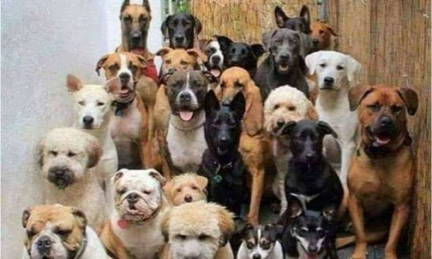 Petition : Pour un caniparc pour les chiens à Metz !