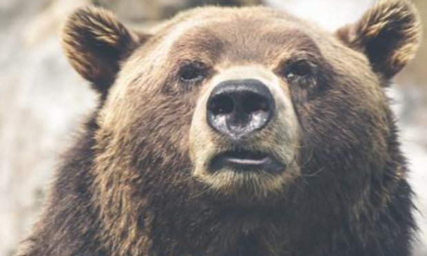 Petition : Demandons l'arrêt des battues en pleine zone à ours