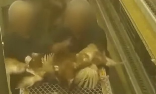 Petition : POUR LA FERMETURE IMMÉDIATE DE L'ÉLEVAGE PAMPR'OEUF ET UNE CONDAMNATION POUR L'EMPLOYÉ AYANT VIOLENTÉ UNE POULE !