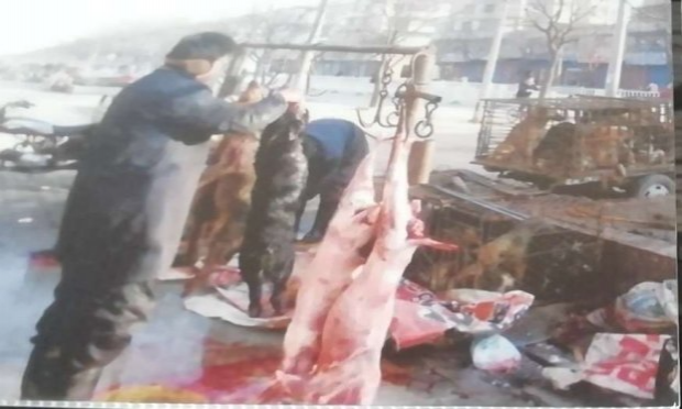 Petition : DON'T KILL ANIMALS in Tötungsstationen: in Rumänien, Moldawien, Ukraine, Bulgarien.