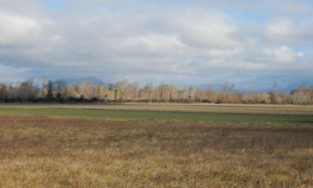 Petition : Halte à la destruction systématique de nos forêts alluviales