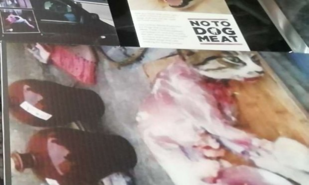 Petition : DON'T KILL ANIMALS in Tötungsstationen: in Rumänien, Moldawien, Ukraine, Bulgarien.