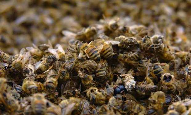 Petition : Nos utiles abeilles massacrées pour l'argent