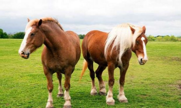 Petition : Pour que le cheval obtienne le statut d'animal de compagnie et par conséquent ne soit plus destiné aux abattoirs.