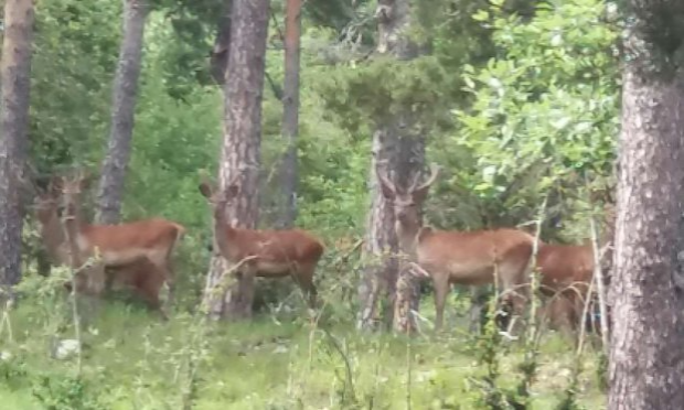 Petition : Stop à la chasse !