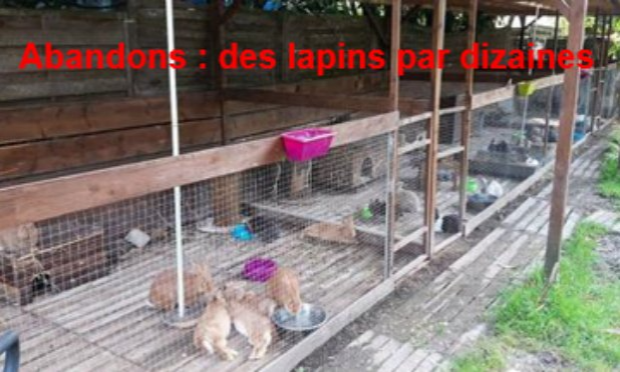 Petition : INTERDIRE LA VENTE D’ANIMAUX CHEZ NOA ANIMALERIE