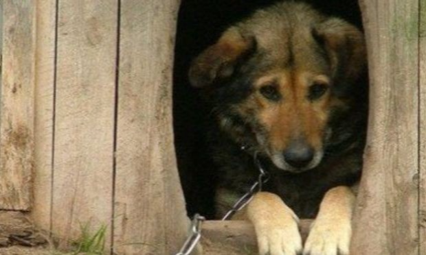 Petition : Punir sévèrement la négligence animale