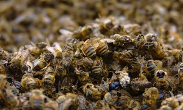 Petition : Nos utiles abeilles massacrées pour l'argent