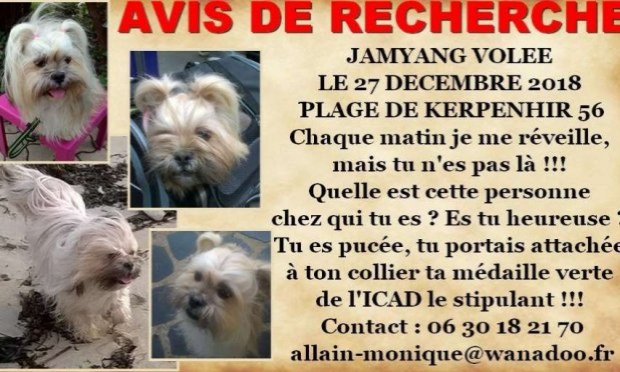 Petition : Les vétérinaires doivent contrôler les puces, sous peine de sanction !