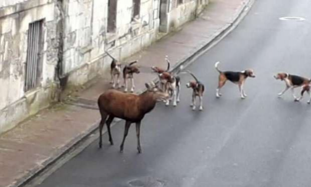 Petition : Pour l'abolition de la chasse à courre