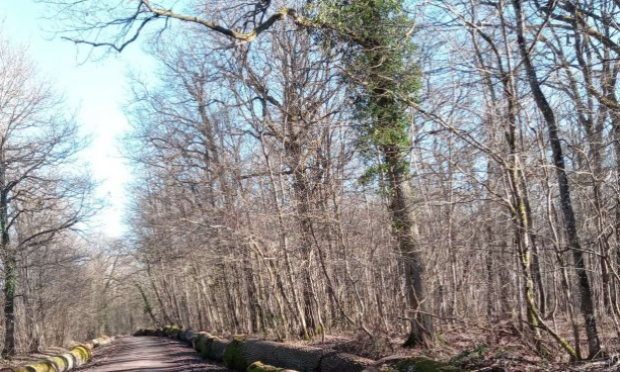 Petition : Protégeons nos arbres et nos forêts de Haute-Marne !