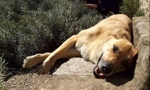 Petition : Justice pour ma chienne Gaia, dévorée sous mes yeux par les 3 chiens de mes voisins (50)