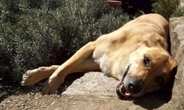 Petition : Faire voter une loi pour que les propriétaires des chiens qui torturent et tuent d'autres chiens soient reconnus responsables et soient jugés