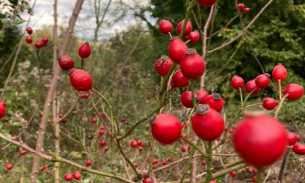 Petition : Sauvegardons le coteau de Torcy