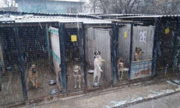Petition : Urgence pour les animaux en Ukraine