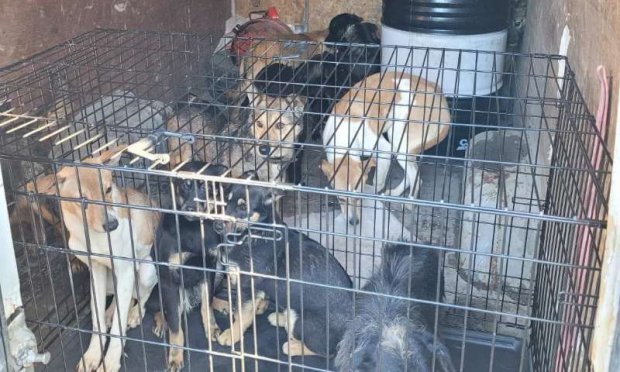 Petition : Urgence pour les animaux en Ukraine