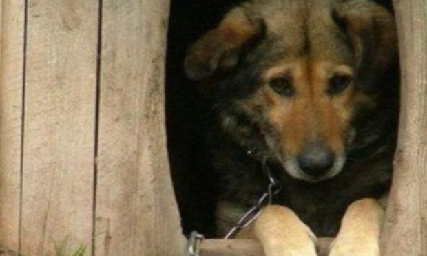 Petition : Punir sévèrement la négligence animale
