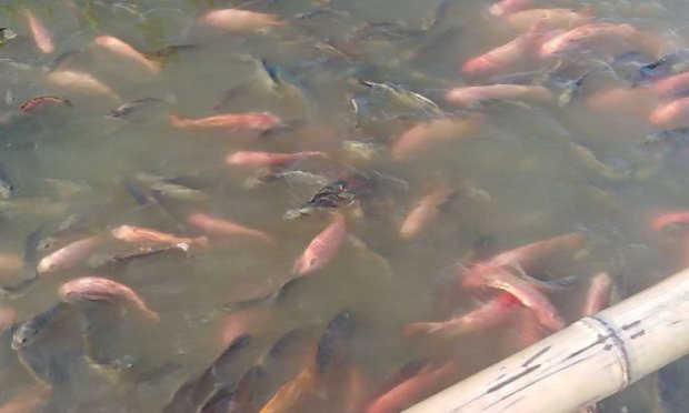 Petition : Stop à la pêche industrielle avec des filets géants sans distinction des proies et raclage destructifs des fonds marins