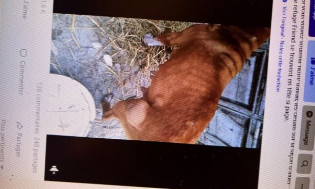 Petition : Urgence pour les animaux en Ukraine