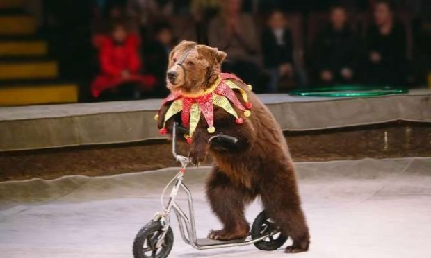 Petition : STOP aux cirques avec animaux sur Annonay