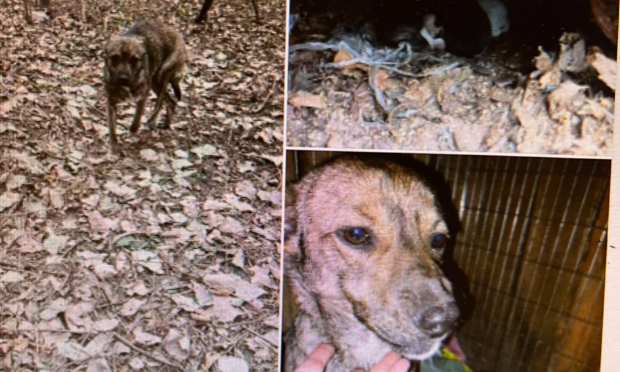 Petition : Urgence pour les animaux en Ukraine
