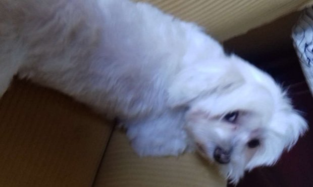 Petition : Justice pour mon petit chien