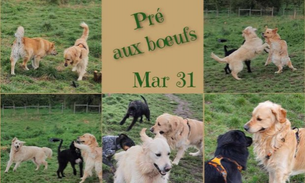 Petition : Pour la mise en valeur du parc du Pré-aux-Boeufs pour l'accueil d'une association des maîtres d'animaux